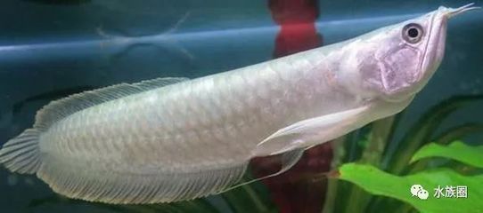 龍魚剛入缸游不動的原因及解決方法（龍魚剛入缸游不動可能由多種因素引起龍魚不愛游動）