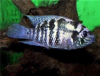 龍魚魚鱗上有白點是什么病：龍魚魚鱗上出現白點怎么辦
