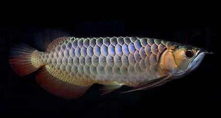 龍魚魚鱗上有白點(diǎn)是什么病：龍魚魚鱗上出現(xiàn)白點(diǎn)怎么辦