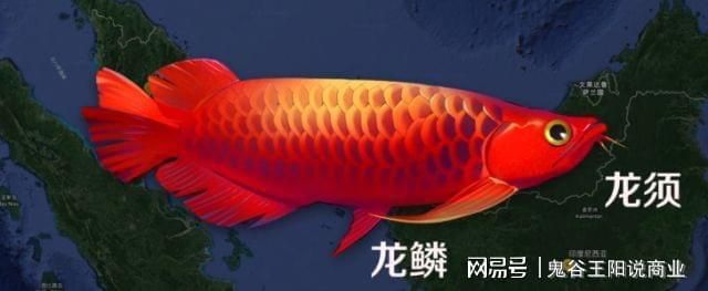 龍魚美容手術多少錢一次：龍魚美容手術的費用大約在千元至數萬元之間