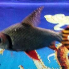 龍魚底色怎么看好壞：龍魚底色怎么看好壞龍魚底色怎么看好壞龍魚底色怎么看好壞 龍魚底色怎么看好壞：龍魚底色怎么看好壞龍魚底色怎么看好壞龍魚底色怎么看好壞 龍魚百科 第1張
