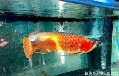 魚缸過濾器選購指南:自制魚缸過濾器魚缸上置過濾器對于養魚愛好者的必備知識 怎樣把龍魚養得又寬又大又長:龍魚掉眼怎么辦 龍魚百科 怎樣把龍魚養得又寬又大又長:龍魚掉眼怎么辦 怎樣把龍魚養得又寬又大又長:龍魚掉眼怎么辦 龍魚百科