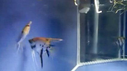 金龍福龍魚適宜水溫范圍：夏季金龍魚降溫技巧，冬季金龍魚保溫措施，金龍魚換水溫差控制要點