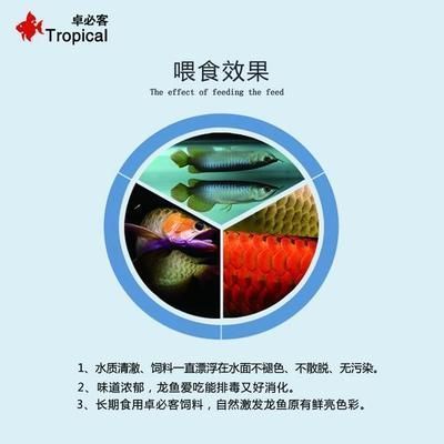 龍魚不讓進口了嗎怎么辦：龍魚進口流程中的注意事項 龍魚不讓進口了嗎怎么辦：龍魚進口流程中的注意事項 龍魚百科 第5張
