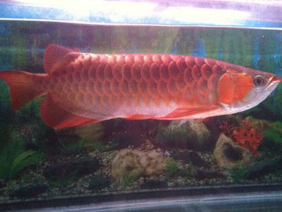 500萬紅龍魚視頻：500萬紅龍魚500萬紅龍魚視頻下載500萬紅龍魚視頻資源分享