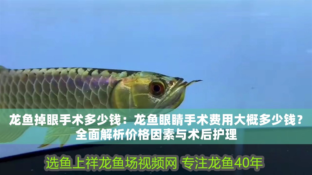 龍魚掉眼手術多少錢：龍魚眼睛手術費用大概多少錢？全面解析價格因素與術后護理