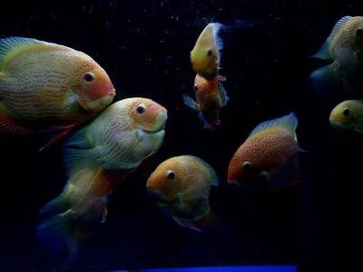 金龍魚和菠蘿魚混養可以嗎：金龍魚和菠蘿魚可以混養嗎金龍魚和菠蘿魚混養的注意事項