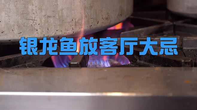 養(yǎng)銀龍魚的注意事項(xiàng)和禁忌有哪些