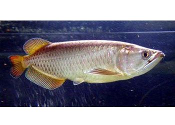 澳洲星點金龍魚30厘米