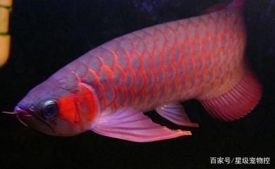 龍魚(yú)怎么養(yǎng)長(zhǎng)得快怎么養(yǎng)長(zhǎng)得快怎么養(yǎng)長(zhǎng)得快：龍魚(yú)吃什么長(zhǎng)得快，怎么養(yǎng)長(zhǎng)得快