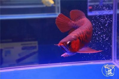 龍魚有幾種燈：龍魚燈光選擇指南 龍魚有幾種燈：龍魚燈光選擇指南 龍魚百科 第1張