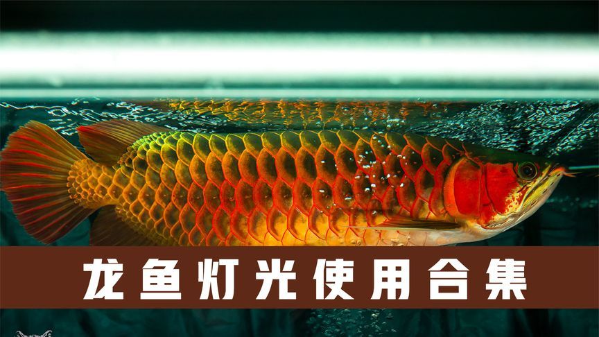 龍魚有幾種燈：龍魚燈光選擇指南 龍魚有幾種燈：龍魚燈光選擇指南 龍魚百科 第3張