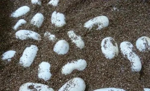 人工孵化時如何剔除白色未受精卵？