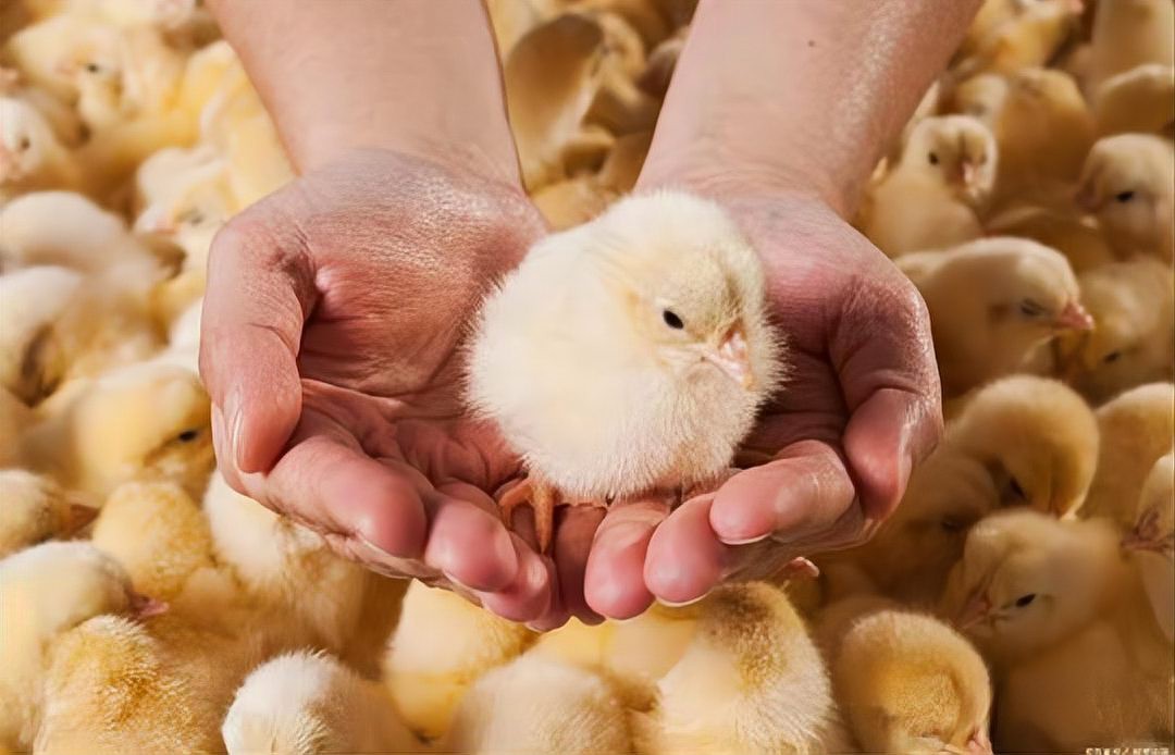 人工孵化時如何剔除白色未受精卵？