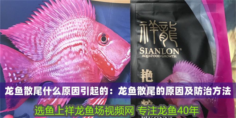 龍魚散尾什么原因引起的：龍魚散尾的原因及防治方法