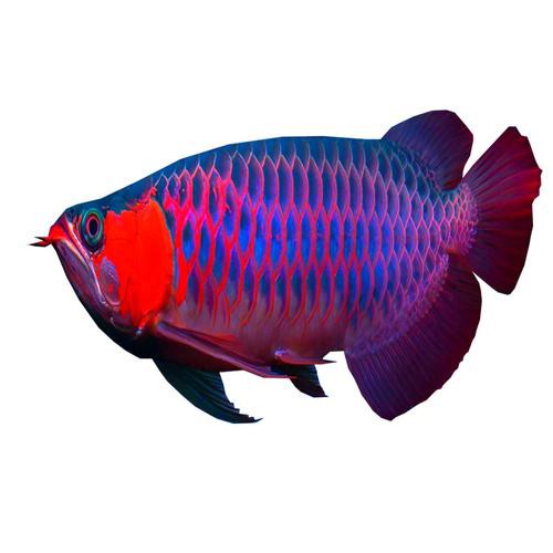 赤血紅龍魚圖片高清圖大全