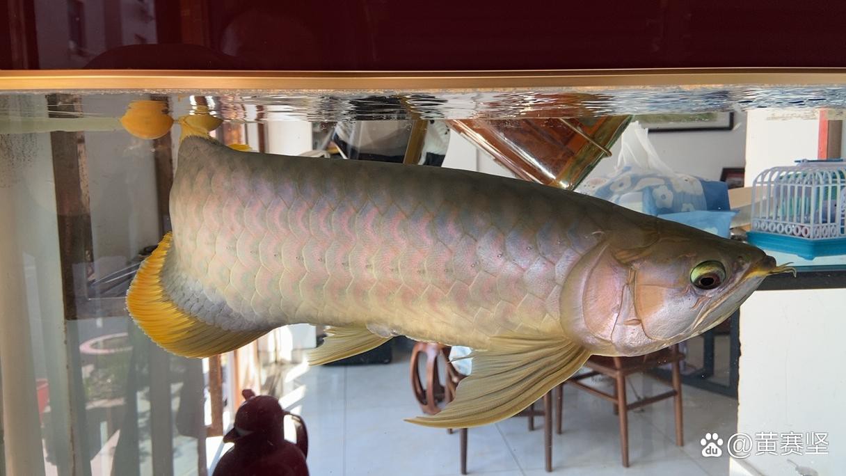 赤血紅龍魚圖片高清圖大全