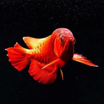 赤血紅龍魚圖片高清圖大全