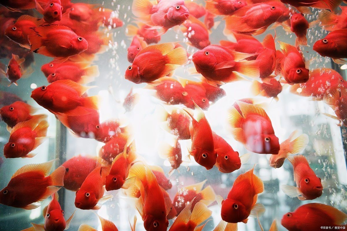 赤血紅龍魚圖片高清圖大全