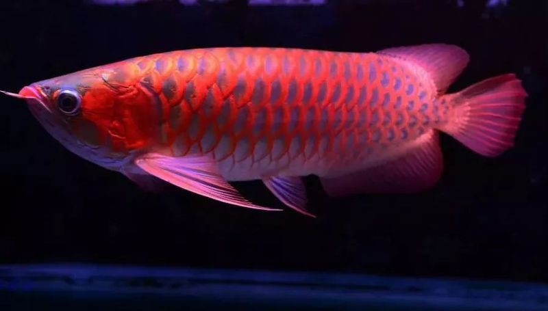 赤血紅龍魚圖片高清圖大全