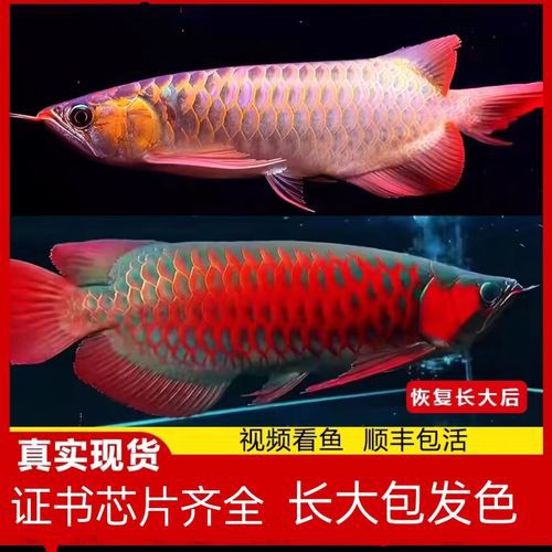 赤血紅龍魚圖片高清圖大全