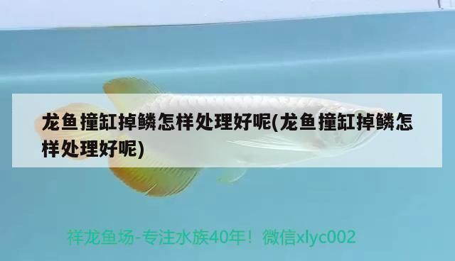 龍魚缸 高度：龍魚打架掉鱗怎么辦