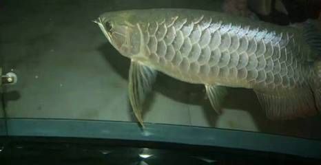 國內首例龍魚繁殖后代：國內首例龍魚繁殖后代成功案例