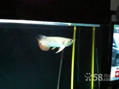 金龍魚是什么？：精品金龍魚可以指代兩種不同的事物：精品金龍魚可以指代兩種不同