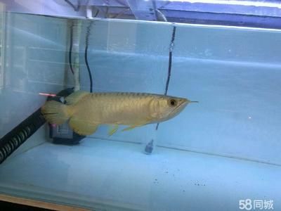 金龍魚是什么？：精品金龍魚可以指代兩種不同的事物：精品金龍魚可以指代兩種不同