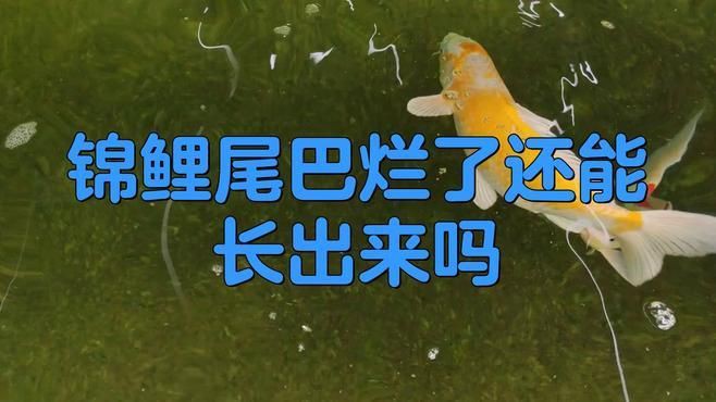錦鯉爛尾病多久能治愈？