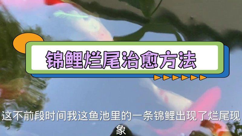 錦鯉爛尾病多久能治愈？