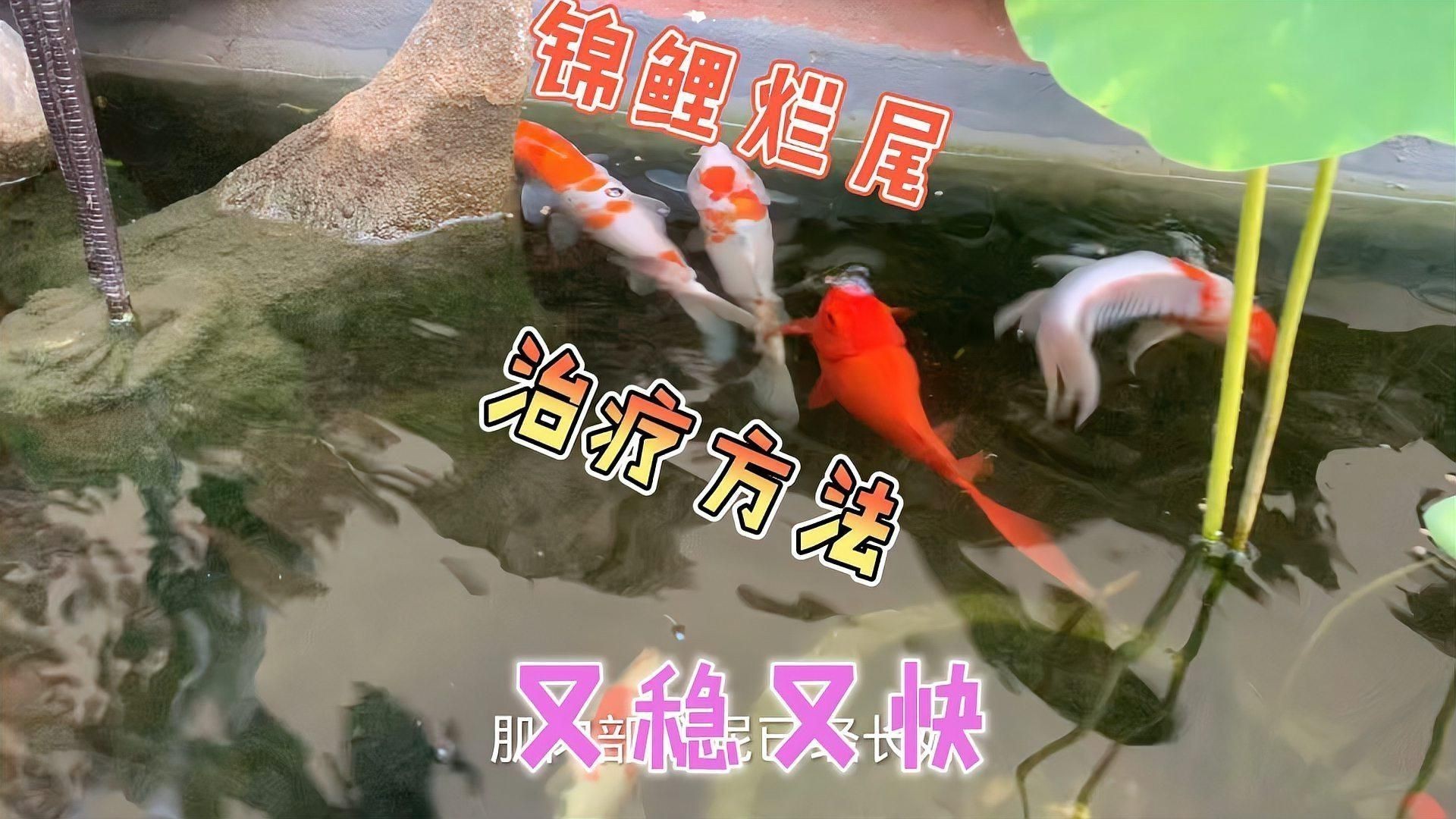 錦鯉爛尾病多久能治愈？