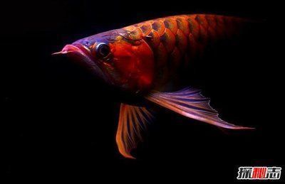 極品紅金龍魚值多少錢啊一條（極品紅金龍魚市場價格走勢分析紅金龍魚價格走勢分析） 極品紅金龍魚值多少錢啊一條（極品紅金龍魚市場價格走勢分析紅金龍魚價格走勢分析） 龍魚百科 第3張