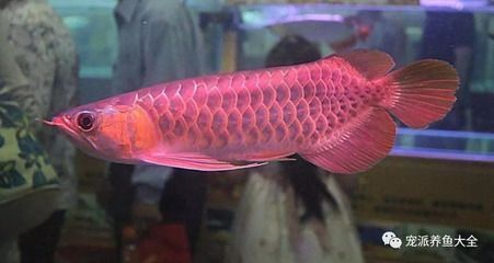 極品紅金龍魚值多少錢啊一條（極品紅金龍魚市場價格走勢分析紅金龍魚價格走勢分析） 極品紅金龍魚值多少錢啊一條（極品紅金龍魚市場價格走勢分析紅金龍魚價格走勢分析） 龍魚百科 第2張
