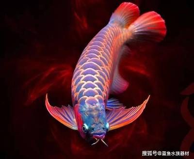 龍魚剛回來趴缸：龍魚趴缸的一些常見原因及其處理方法