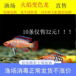 龍魚和什么魚養比較好（與龍魚混養的幾種魚種）