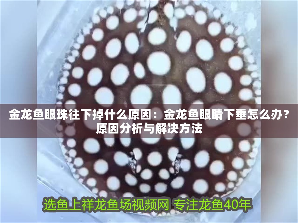 金龍魚眼珠往下掉什么原因：金龍魚眼睛下垂怎么辦？原因分析與解決方法