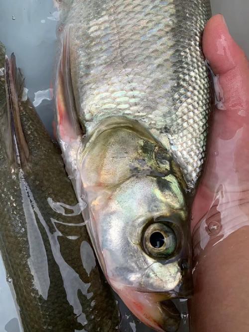 金龍魚翹嘴圖片大全大圖欣賞