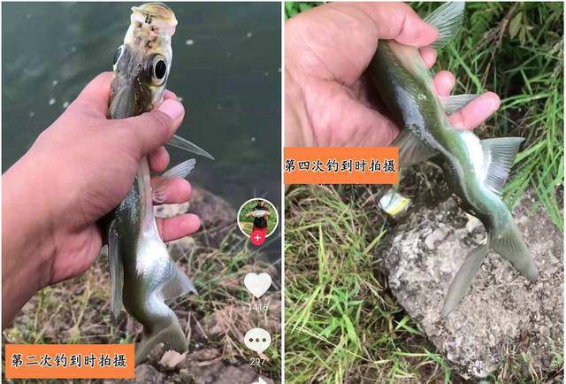 金龍魚翹嘴圖片大全大圖欣賞