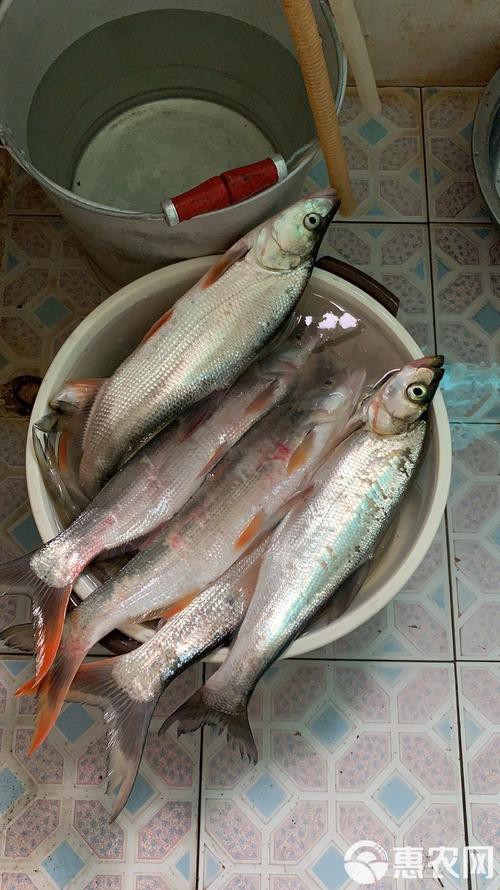 金龍魚翹嘴圖片大全大圖欣賞