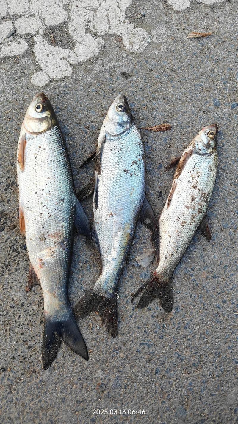 金龍魚翹嘴圖片大全大圖欣賞