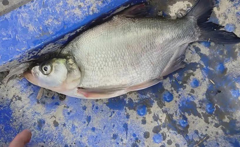 金龍魚翹嘴圖片大全大圖欣賞