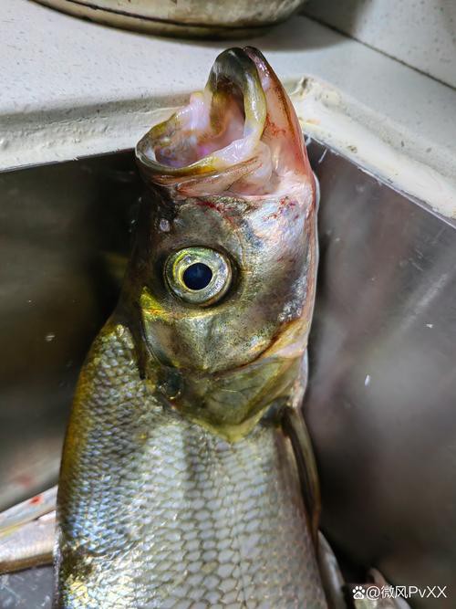 金龍魚翹嘴圖片大全大圖欣賞