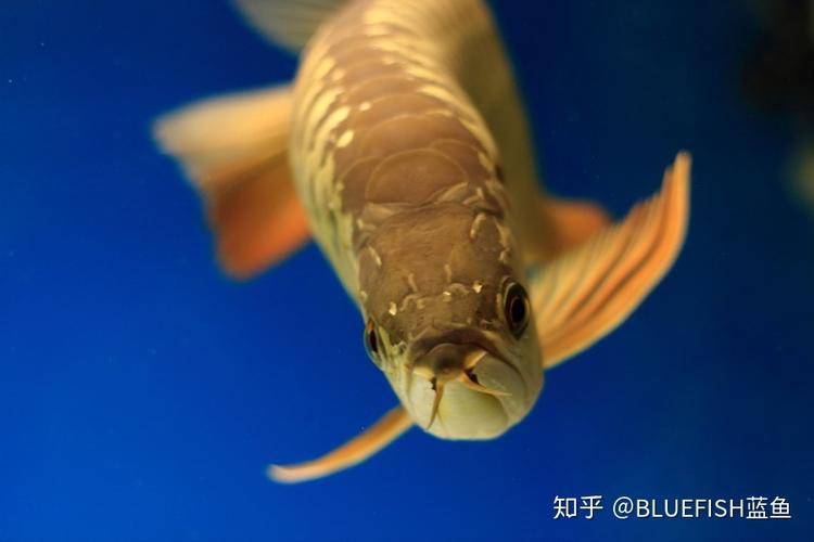金龍魚翹嘴圖片大全大圖欣賞