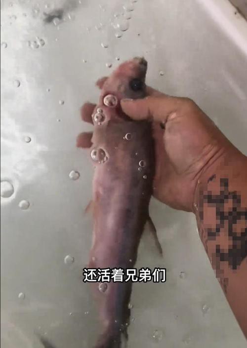 金龍魚翹嘴圖片大全大圖欣賞