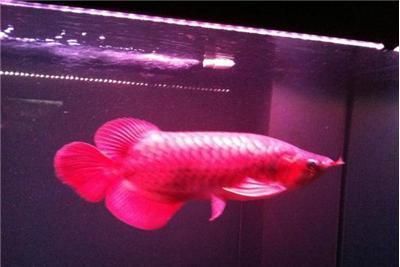 龍魚多少一條?。▽毷堲~市場價(jià)格趨勢寶石龍魚品種鑒賞指南）