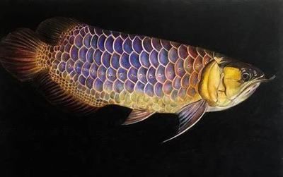 怎樣區分金龍魚好壞？（如何鑒別金龍魚的好壞？） 怎樣區分金龍魚好壞？（如何鑒別金龍魚的好壞？） 龍魚百科 第4張