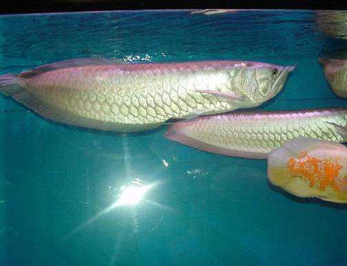金龍魚能與銀龍魚混養(yǎng)嗎