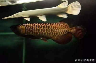 金龍魚紅龍魚混養(yǎng)開燈就打架，如何判斷金龍魚和紅龍魚混養(yǎng)時(shí)出現(xiàn)打架行為 金龍魚紅龍魚混養(yǎng)開燈就打架，如何判斷金龍魚和紅龍魚混養(yǎng)時(shí)出現(xiàn)打架行為 龍魚百科 第2張