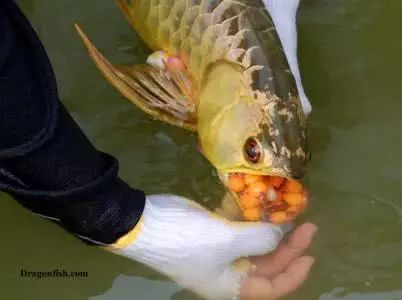 龍魚 產卵：關于龍魚產卵的詳細介紹